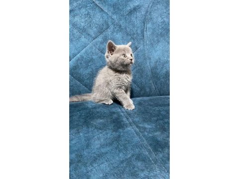 Dünyalar tatlısı british shorthair yavrularımız