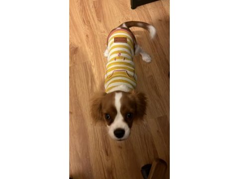 5 aylık cavalier king charles köpeğimiz
