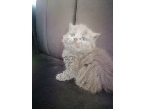 Scottish fold yavru antalya