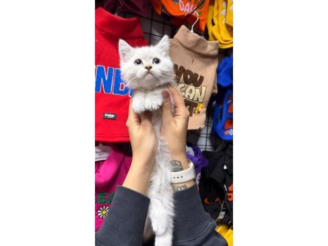 Erkek mavi gözlü bebek kedimiz
