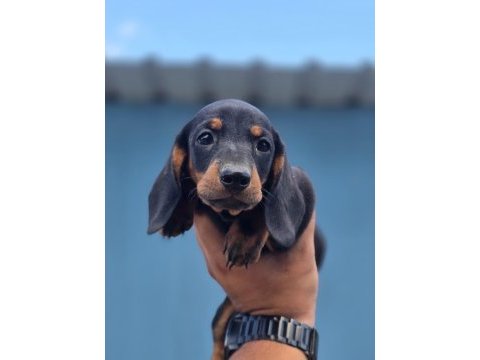 Yurtdışından dachshund yavrular