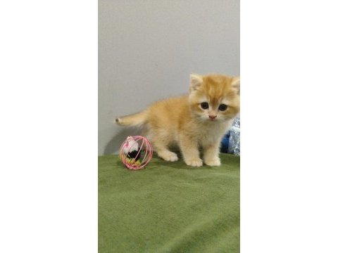 British golden shorthair yavrular