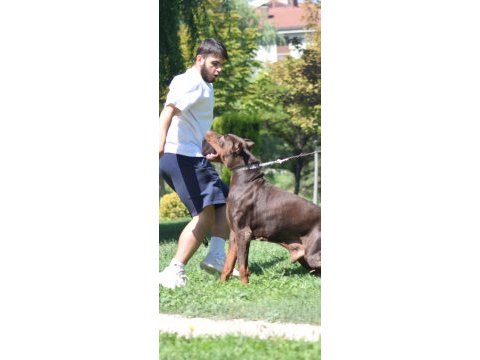 A kalite iri döşlü doberman yavru