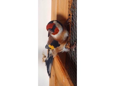 Safkan nort horlandes kız dişi 10 aylık kanaryalar