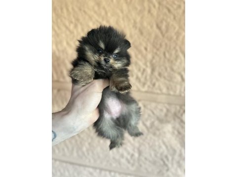 Pomeranian black tan