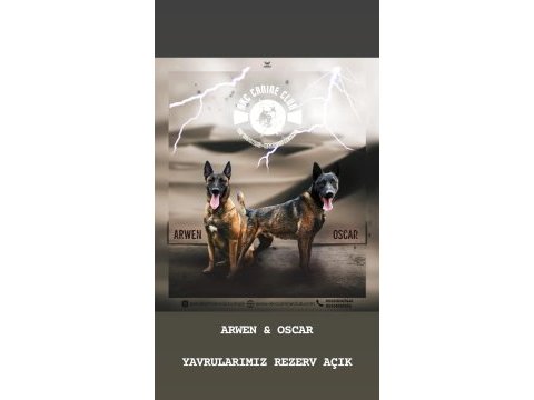 Üst düzey malinois kan hattına sahip rezerve açık