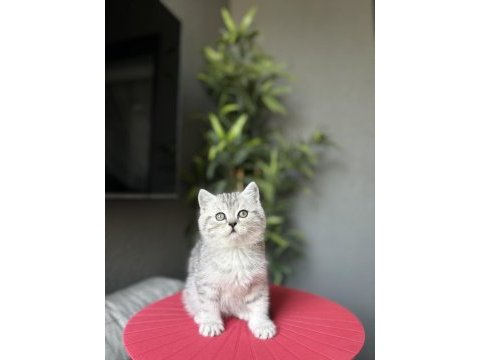 Teslime hazır brıtısh shorthair yavrularım 
