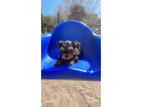 Bakmadan geçme sıfır beden yorkshire terrier