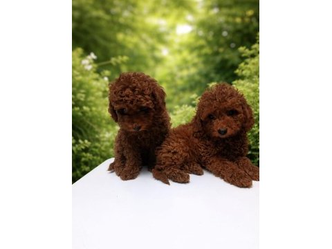 Tatlı poodle kopeklerim