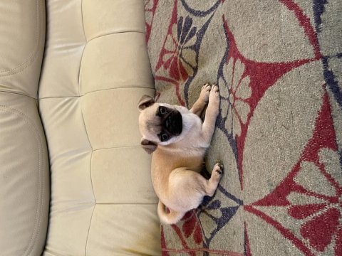 Dişi pug yavrum yeni ailesini arıyor