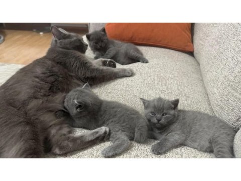 28.03.2025 doğumlu british shorthair yavrularımız