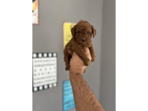 Toy poodle yavru