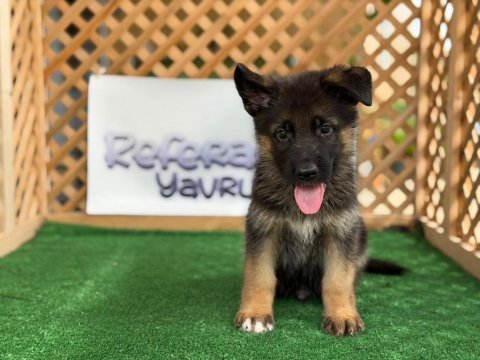 Alman çoban köpeği yavruları