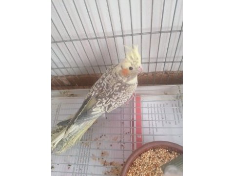 2.5 aylık sultan papağanı (lütfen açıklamayı okuyun)