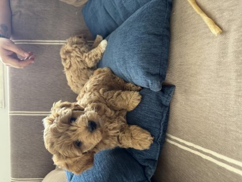 Teacup kore maltipoo hipoalerjenik ırk garantili yavrular