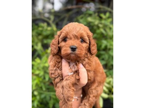 Teacup kore maltipoo yavruları