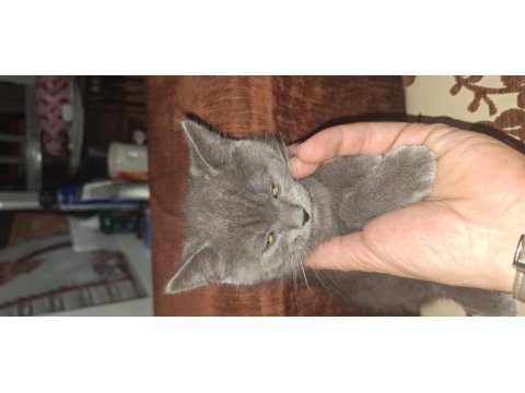 Safkan british shorthair yavrular