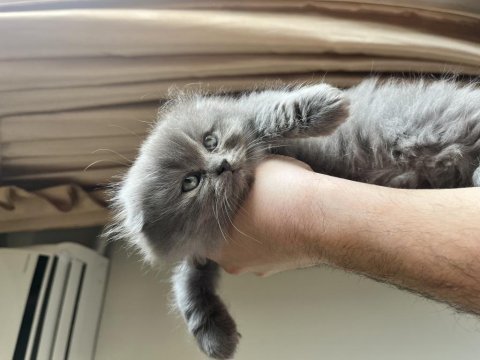 Scottish ve british longhair yavrular