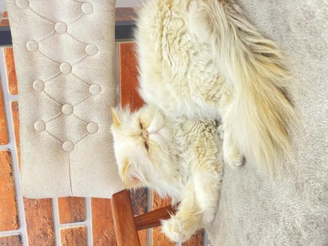 İran persian 3 yaşında erkek