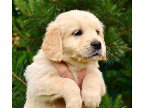 Golden retriever adrese teslim kapıda ödeme yapabilirsiniz