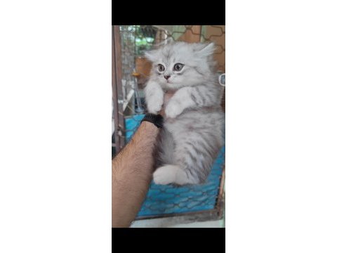 British shorthair kedisi