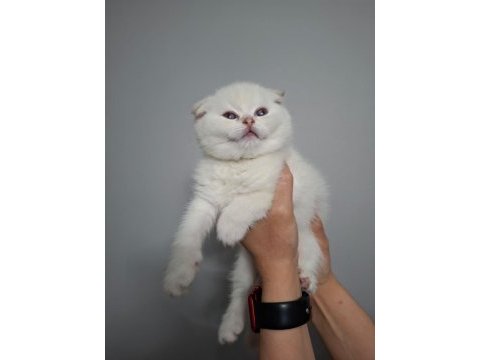 A+ kalite scottish fold 1 aylık