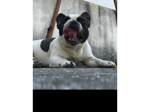 1 yaşında bulldog tüm aşıları mevcuttur