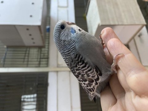 Ele omuza alıştırmalık yavru kuşlarımız
