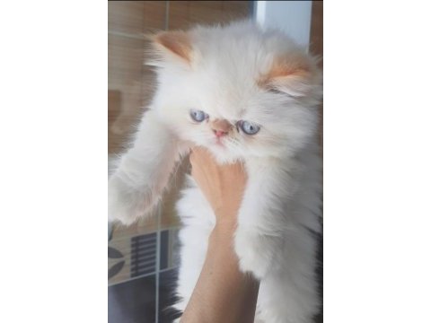 İran exotic longhair bebekler