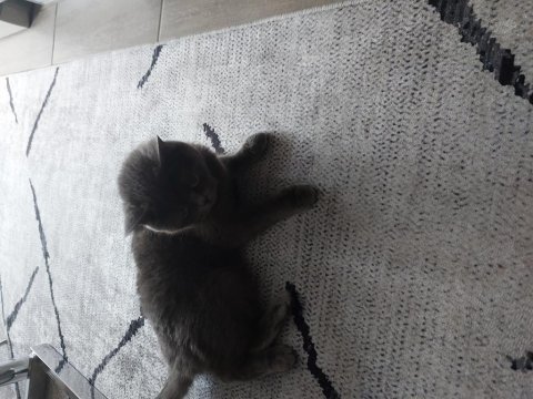 British shorthair uysal kedimiz