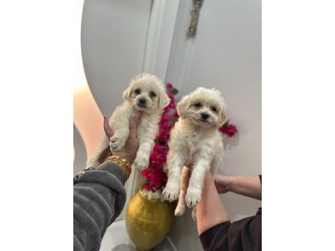 Maltipoo yavrum 55 günlük