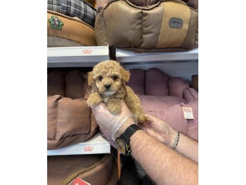 Bebek yüzlü maltipoo yavrularımız