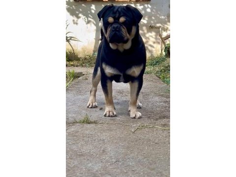 İzmirde başka bu renkte pug yok