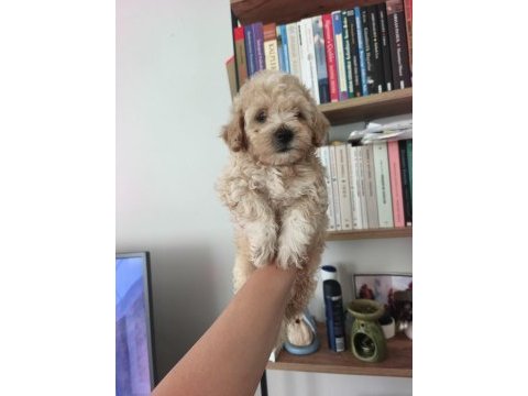 Maltipoo erkek dişi yavrularımız mevcuttur