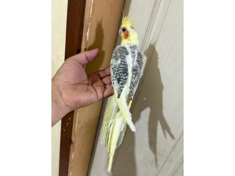 57 günlük kusursuz pied sultan bebek