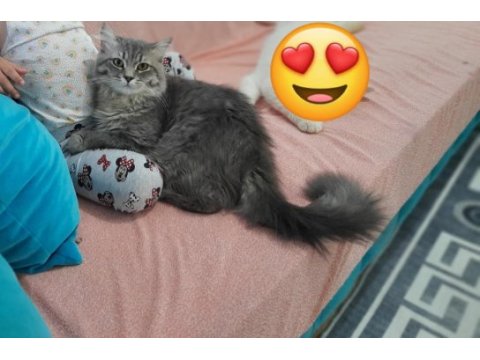 1 yaşında orjinal british longhair (erkek)