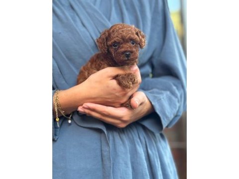 Orjinal teacup kore dark brown poodle yavrular