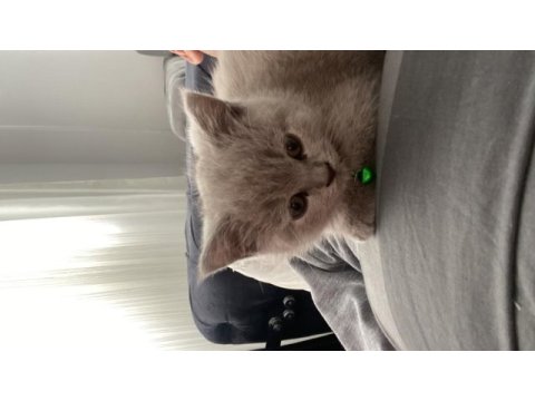 4 aylık yavru british shorthair