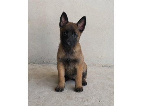 Safkan belçika kurdu malinois yavruları