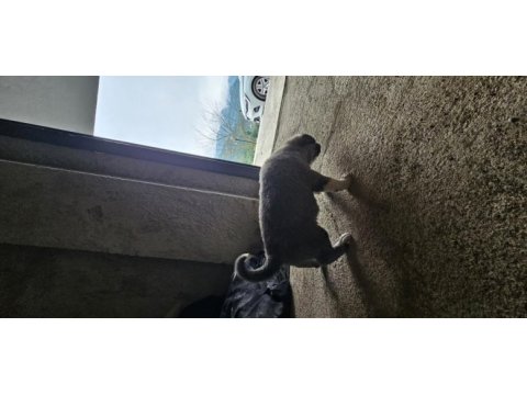 Ücretsiz sahiplendirilecek köpeğimiz