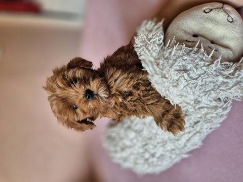 Son kalan maltipoo yavrular erkek dişi