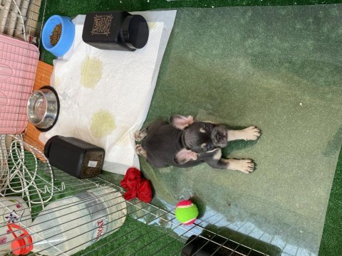 3 aylık fransız bulldog blue tan