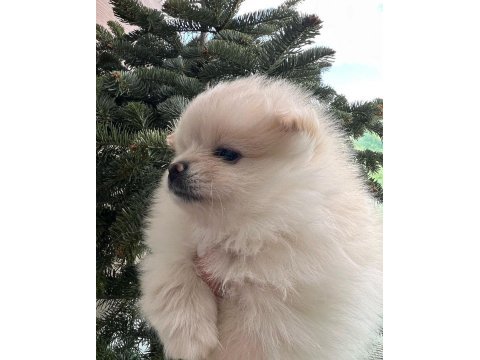 2 pomeranian kızımız
