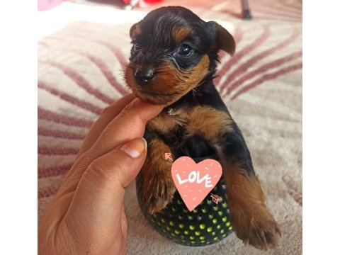Yorkshire terrier 32 günlük
