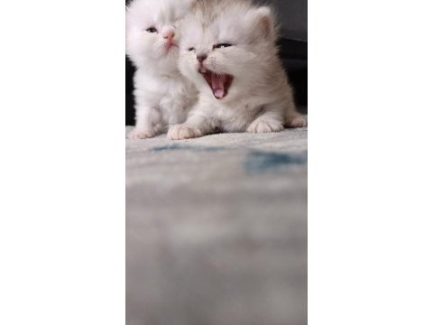 A kalite safkan chinchilla longhair kedim