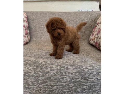 Kore a kalite dişi poodle yavrumuz