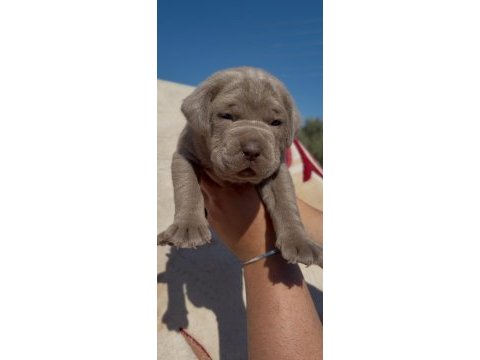 Dev koruyucu cane corso yavrular yeni ailelerini bekliyor