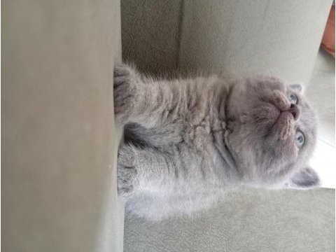 British shorthair 2 aylık dişi
