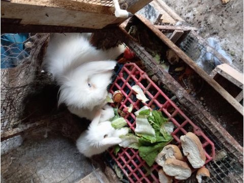 Hollanda teddy lop tavşanı yavrusu