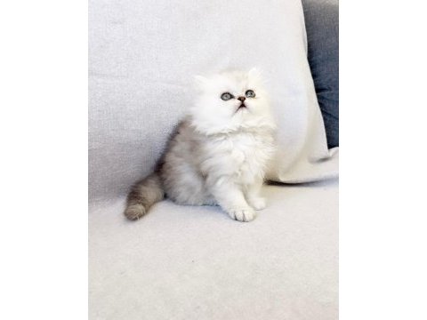Safkan chinchilla silver prens